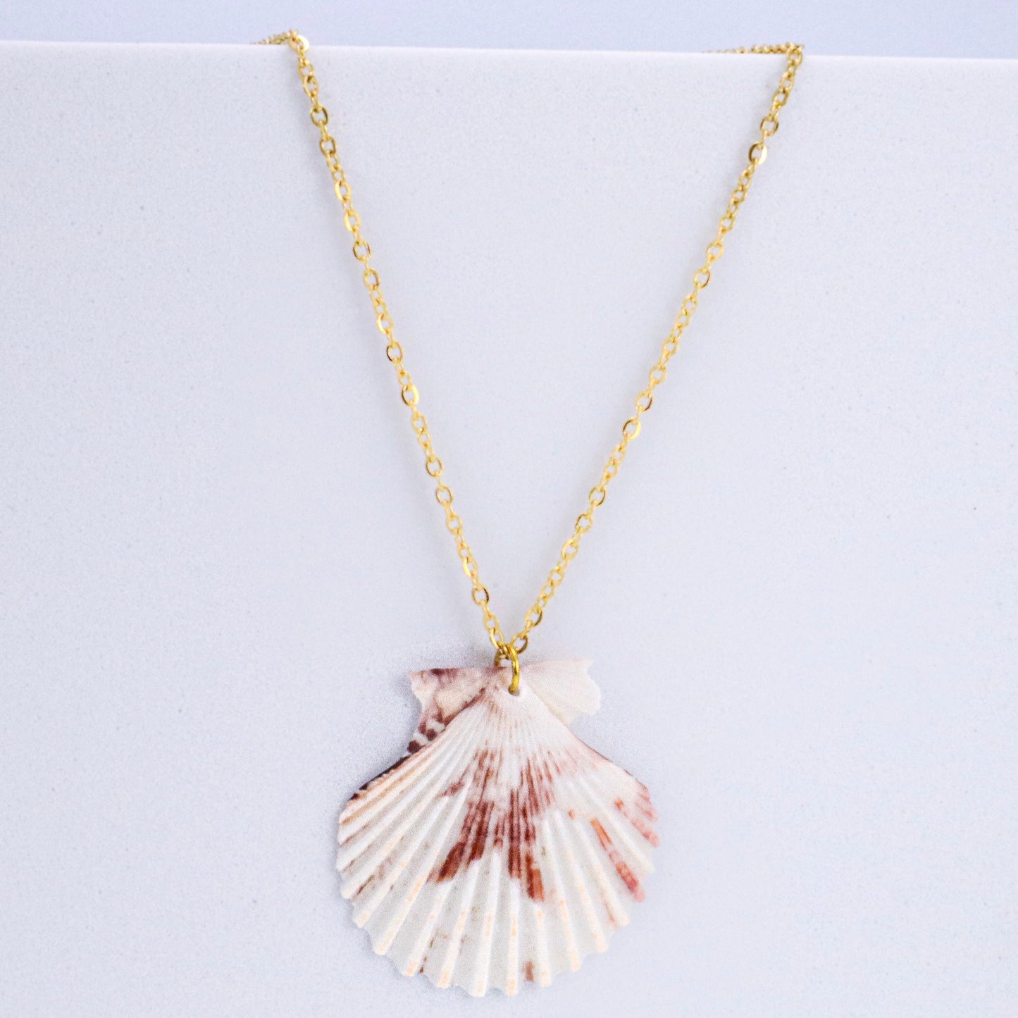 Delicate Calico Scallop Shell & 14k Gold over Stainless Steel Necklace