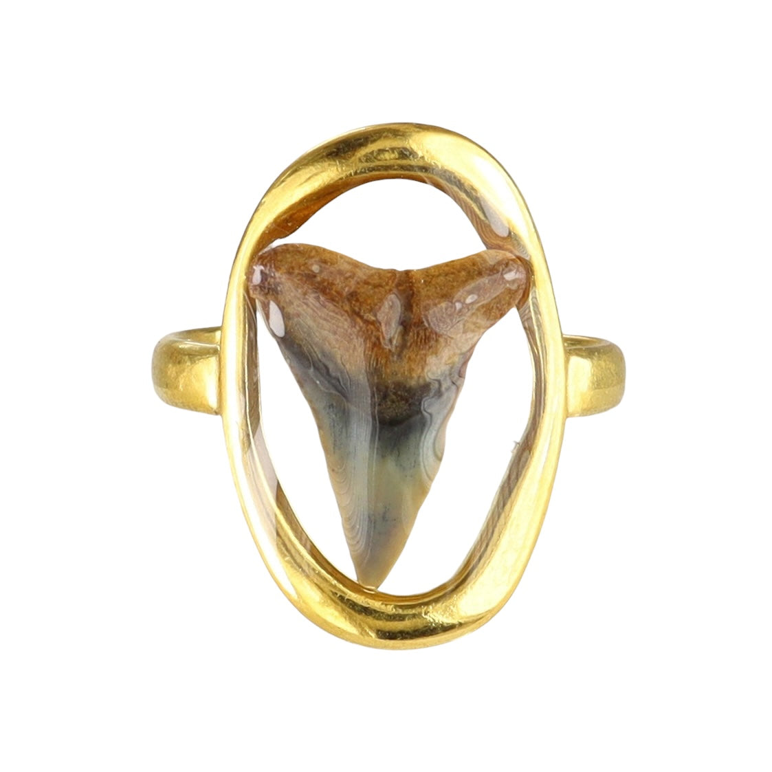 Prehistoric Venice Shark Tooth Fossil Ring