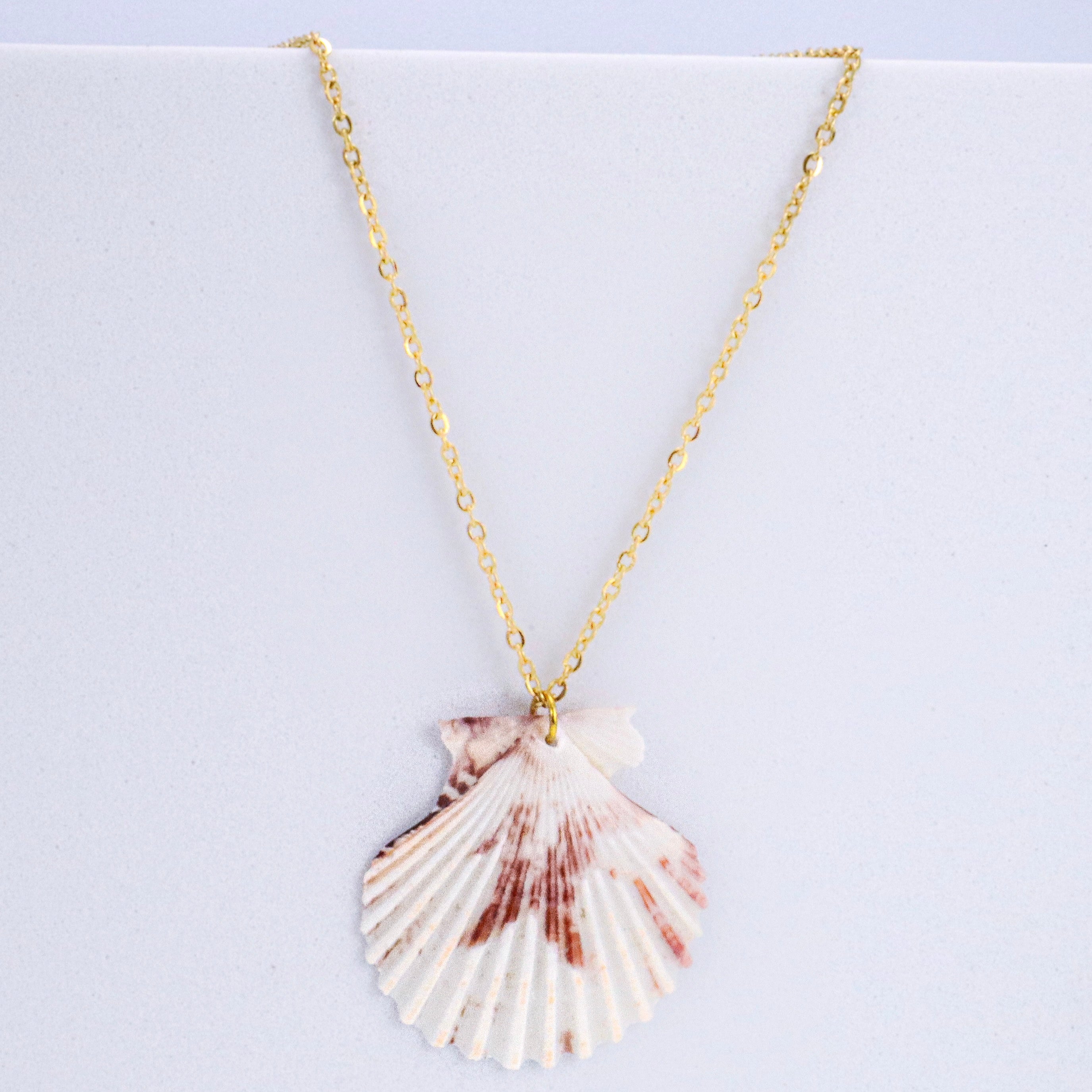 Delicate Calico Scallop Shell & 14k Gold over Stainless Steel Necklace